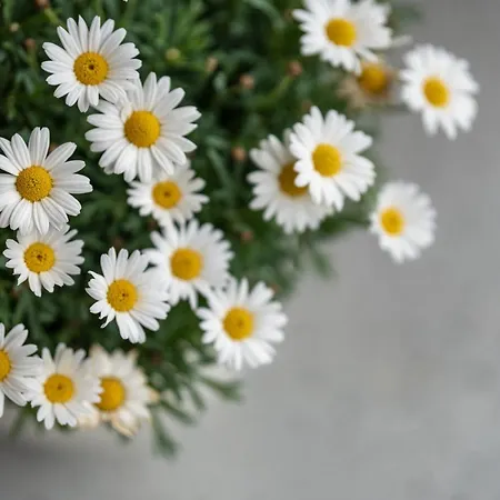 Zum Pavillon Apartment Muehlenbach